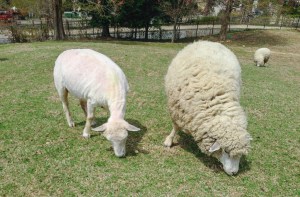 The before and after photo.