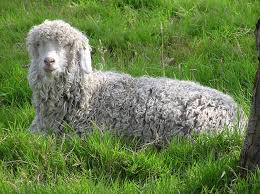angora