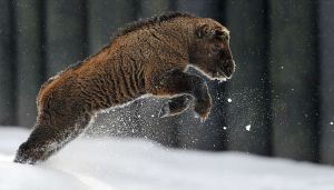 He's almost as excited about wool as I am.